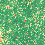 Latest 8-day NDVI composite from Sentinel-2